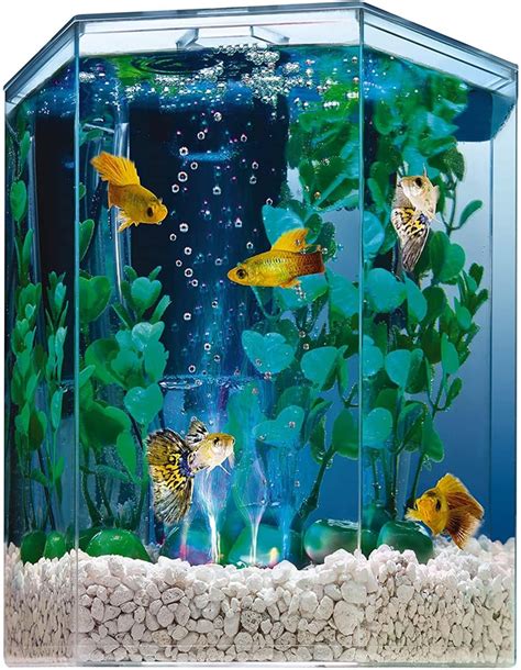 best aquarium for beginners|The 20 Best Fish Tanks for Beginners .